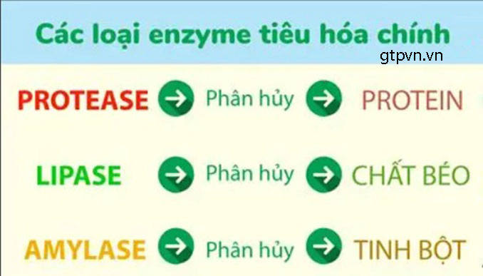 Enzyme tiêu hóa là gì?